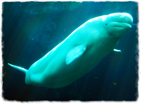 Beluga