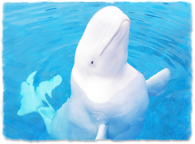 Beluga whale emerging from the water, showing white coloration and lack of dorsal fin.