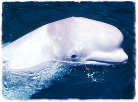 beluga with head out of water, eye just above the surface