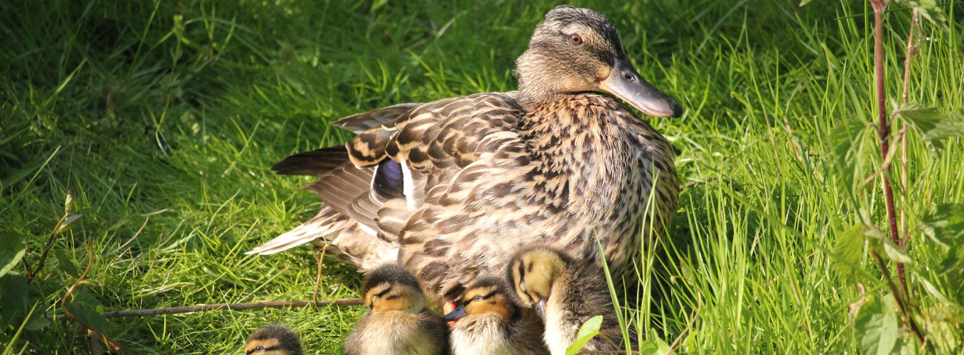 An adult duck with several ducklings