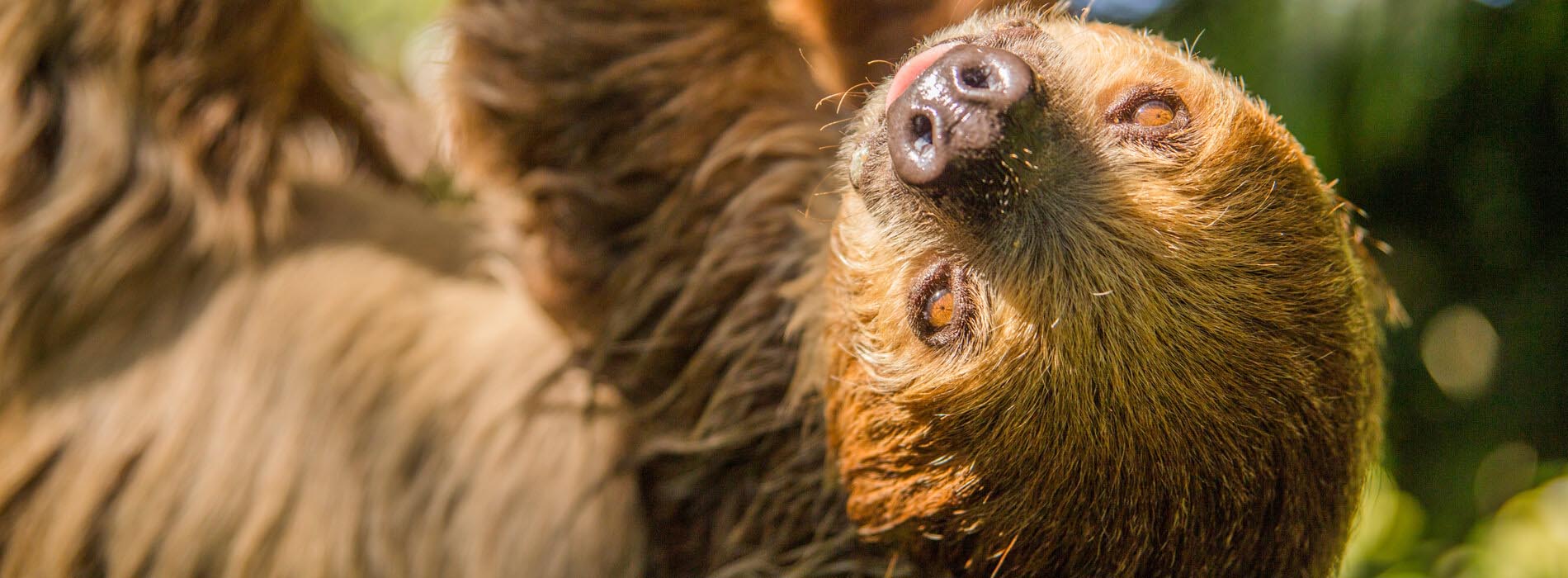 Sloth hanging upside down