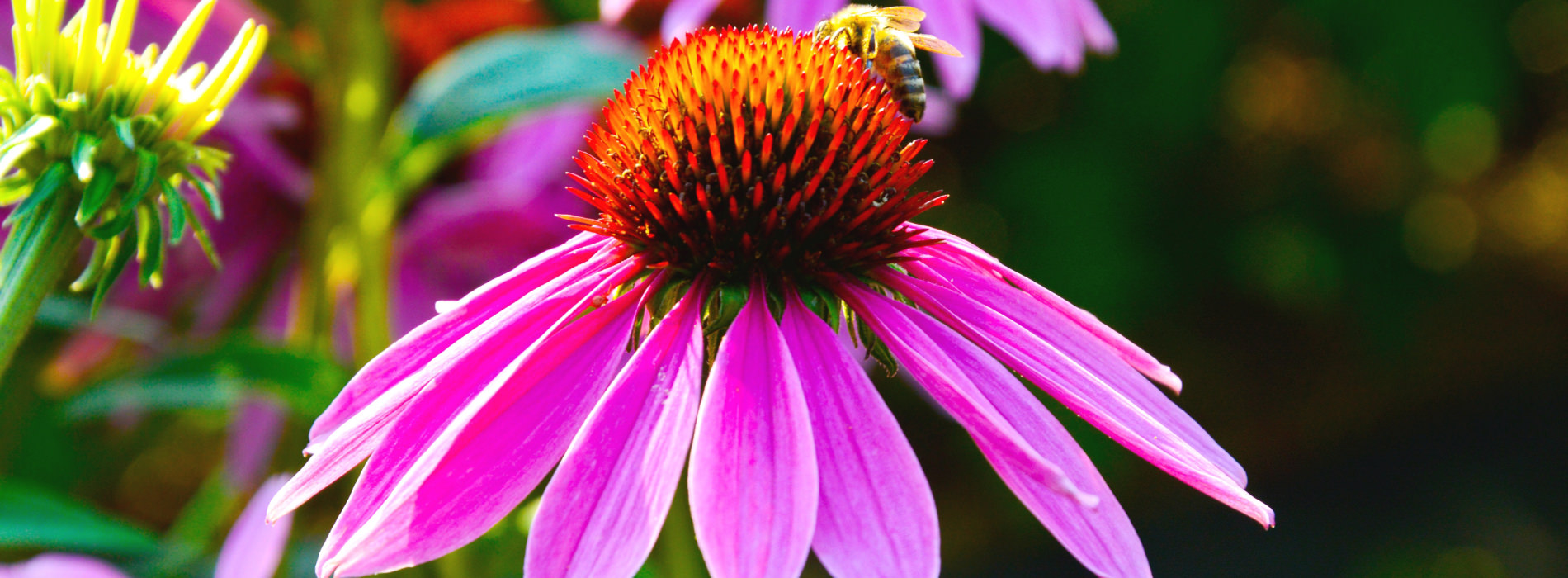 Close up photo of pink flowers