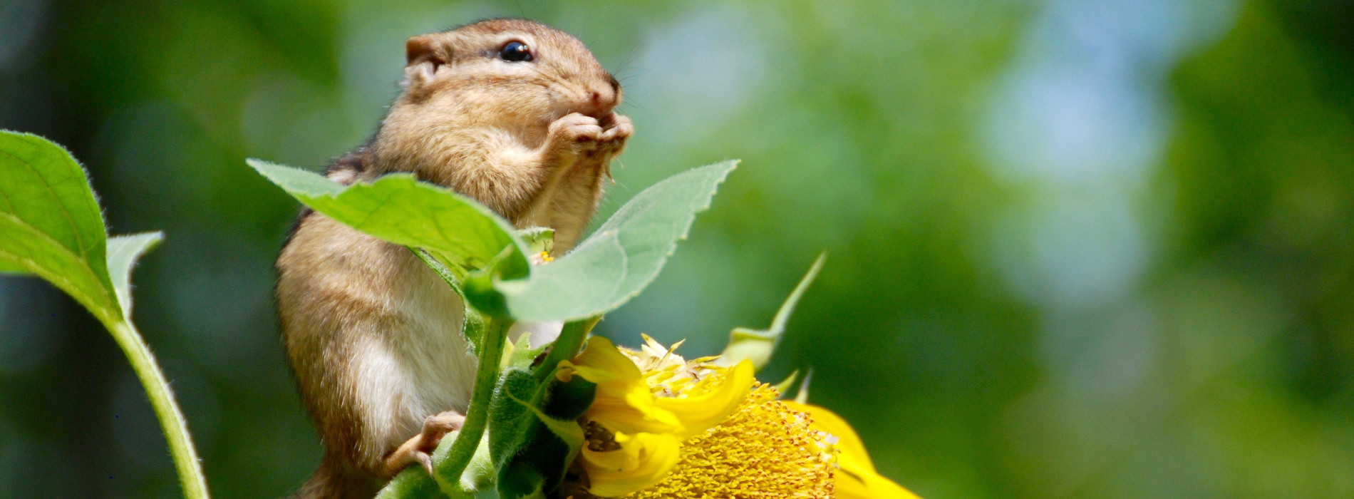 A small squirrel clings to a flower