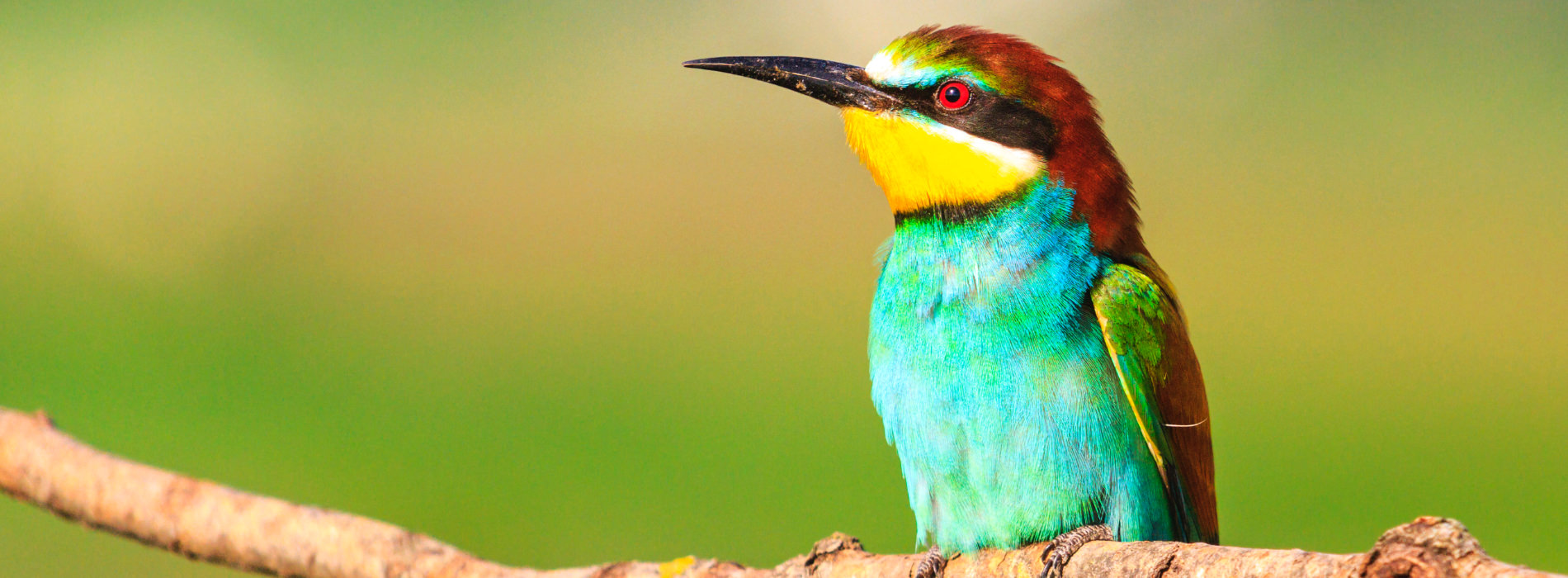 A bird sits perched on a branch