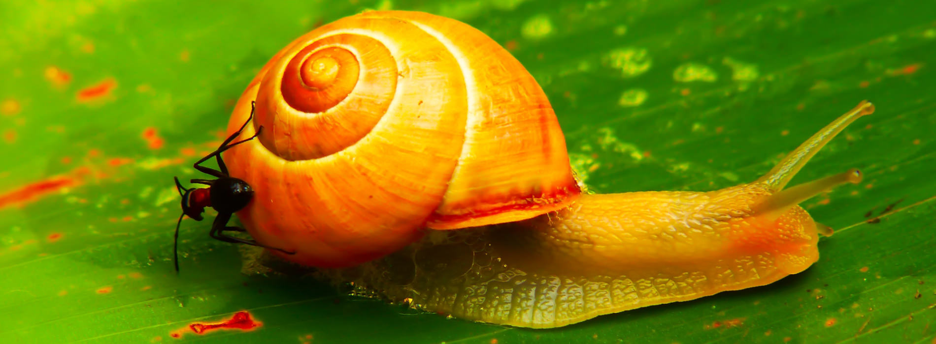 A snail moves across a leaf