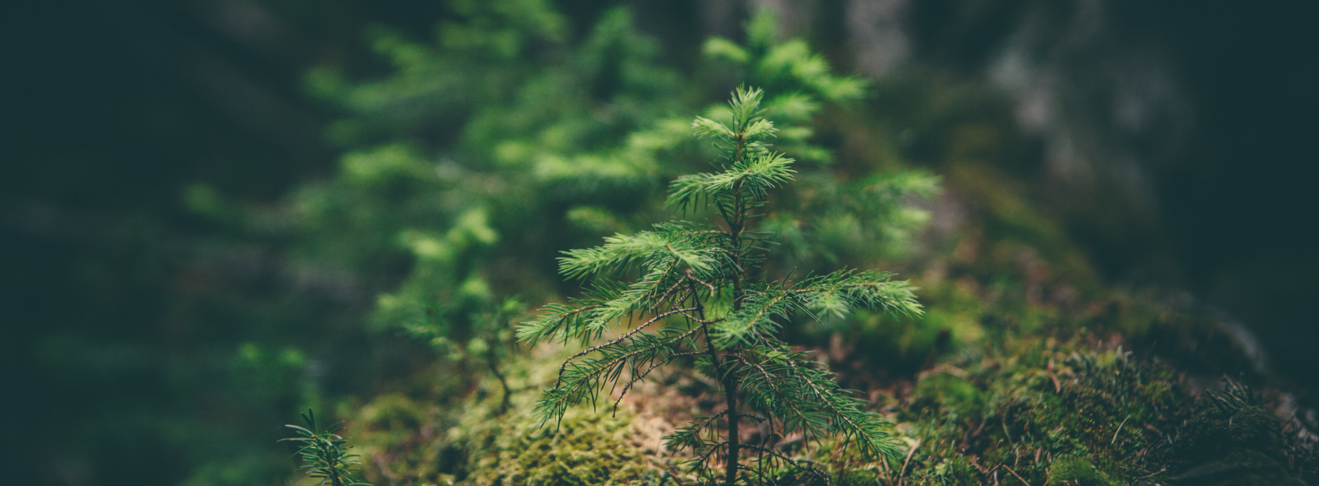 A small tree grows, surrounded by moss