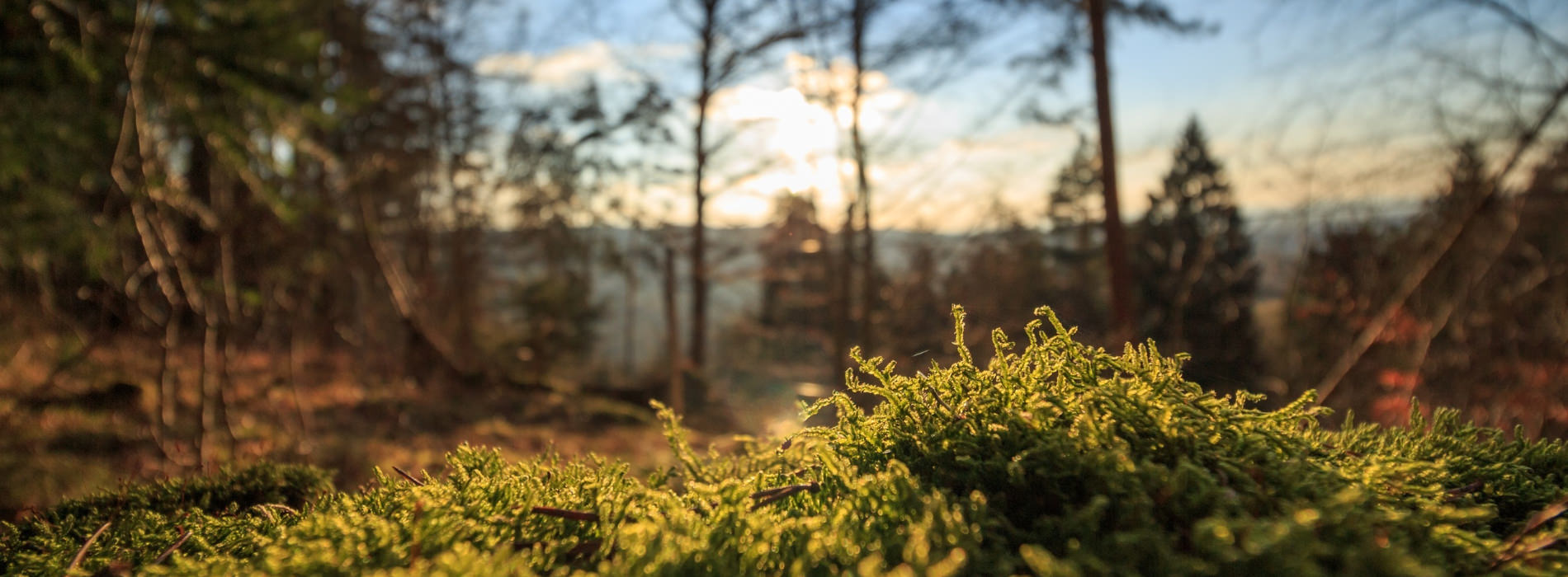 A forest, viewed from low to the ground, showing the undergrowth in foreground and trees in background