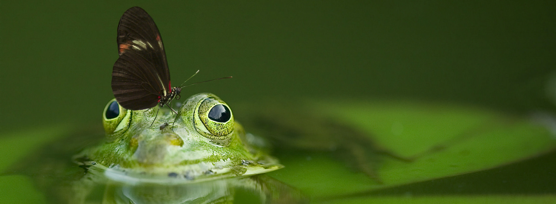 A butterfly perches atop the head of a partially-submerged frog
