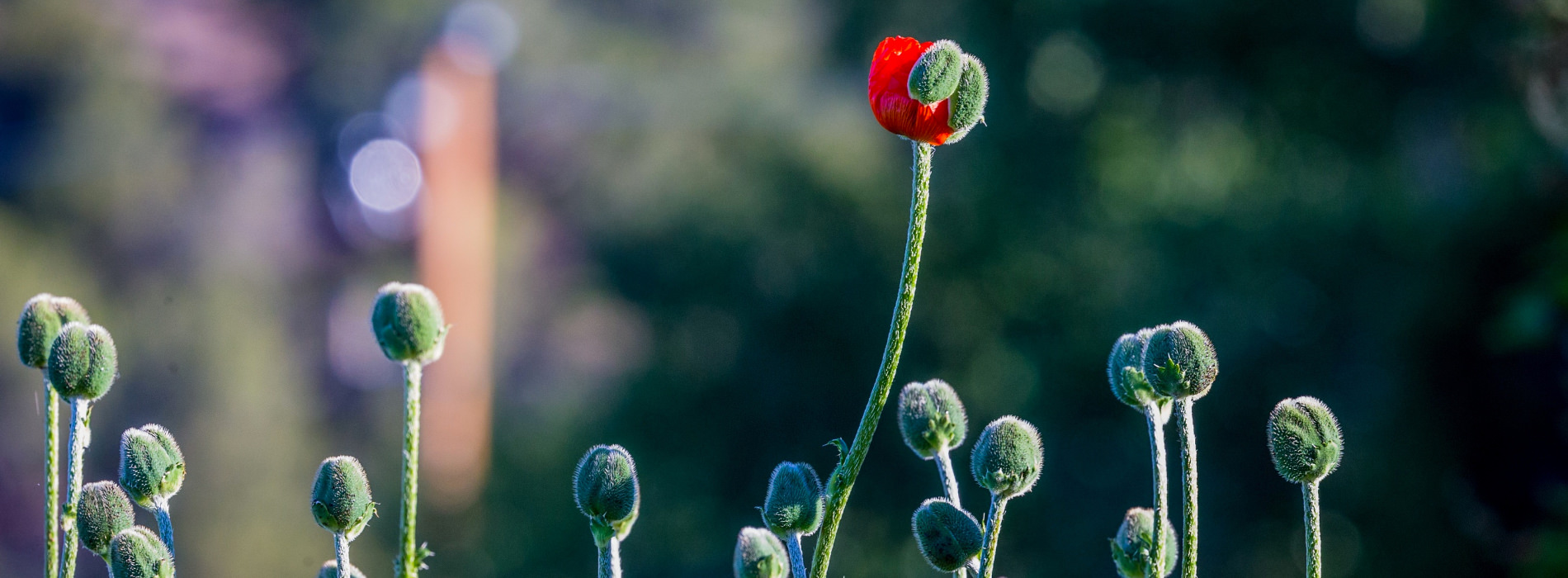 A partially-opened flower amongst several buds