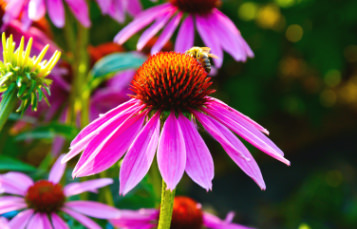 Close up photo of pink flowers