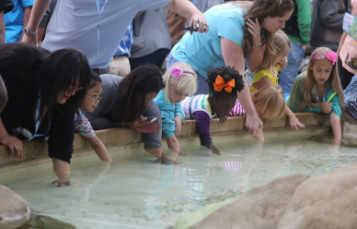 Young children reach into a shallow tank to touch marine life