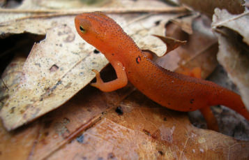 A salamander swims among leaves