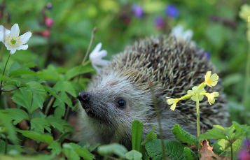A hedgehog surrounded by vegetation