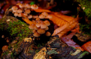 Mushrooms grow on the floor of a forest
