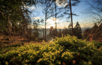 A forest, viewed from low to the ground, showing the undergrowth in foreground and trees in background