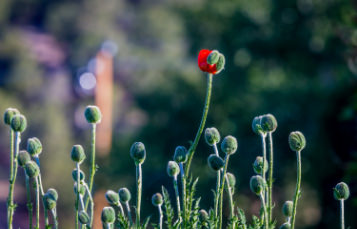 A partially-opened flower amongst several buds
