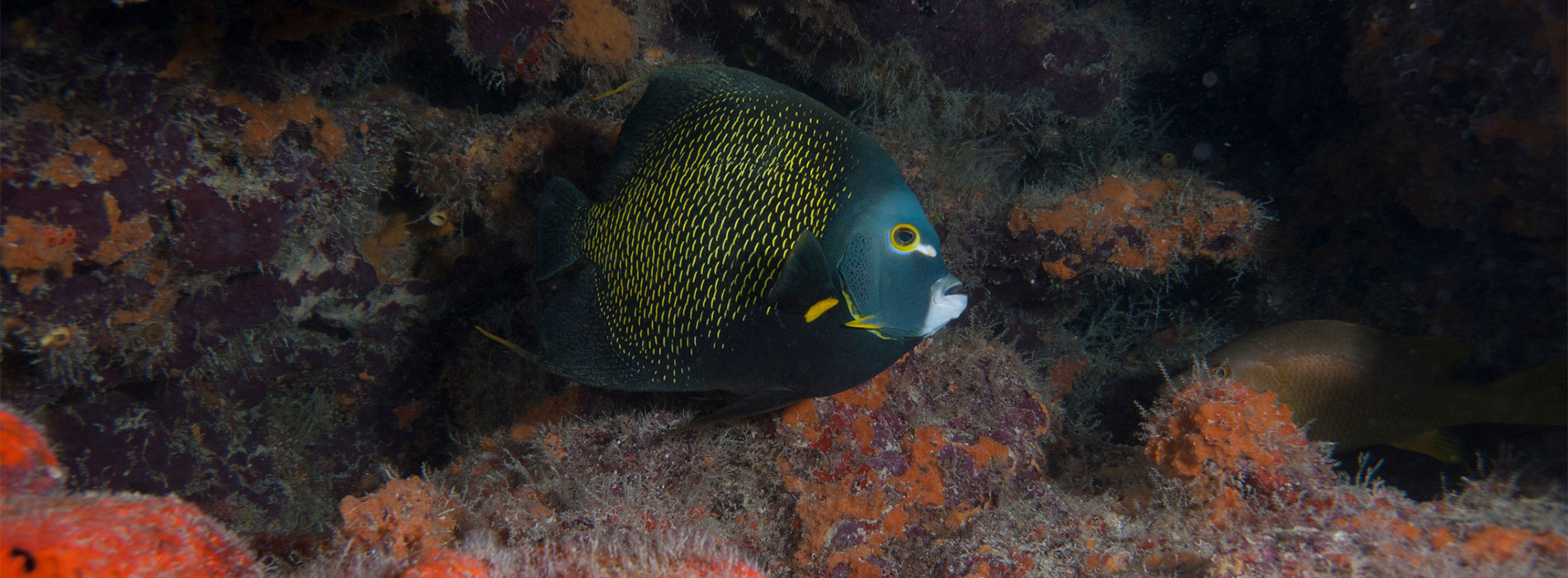 Angelfish