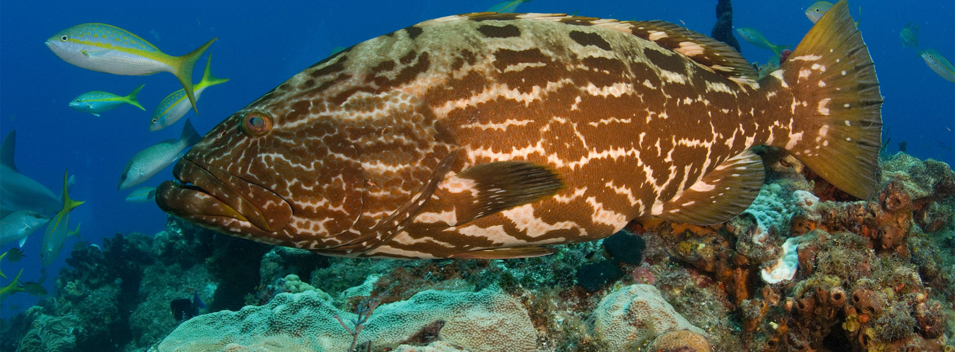 Grouper