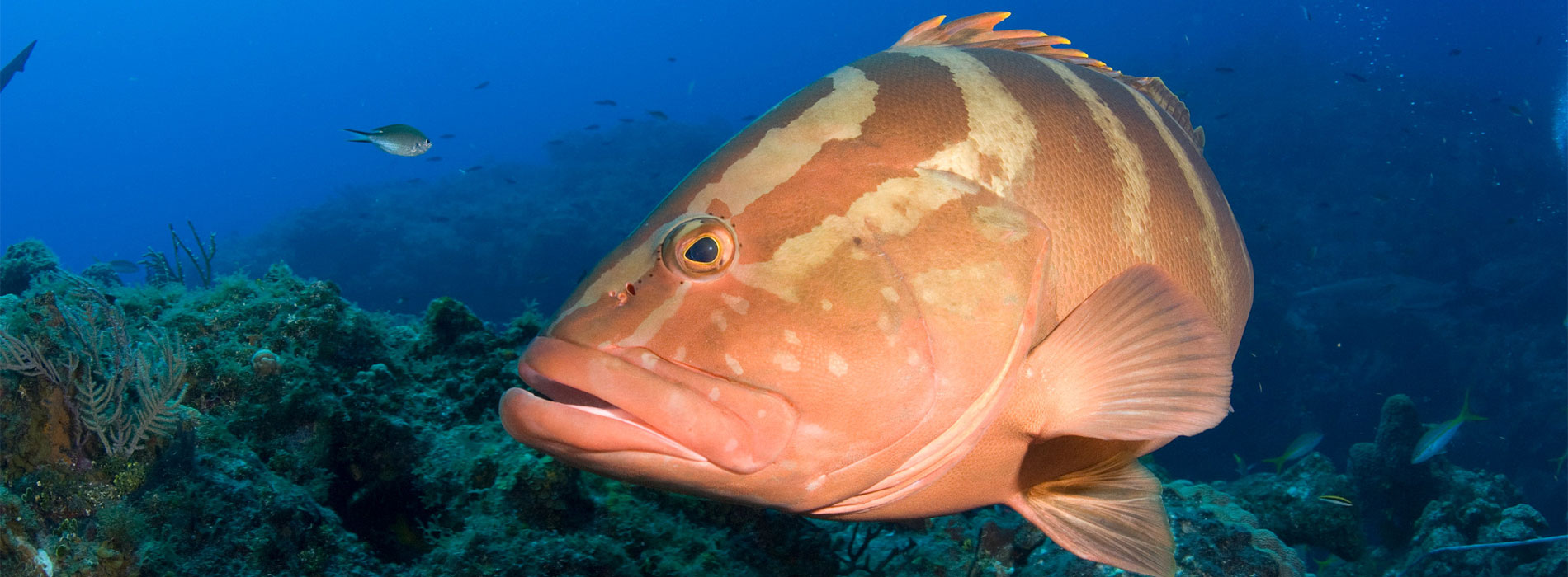 Grouper