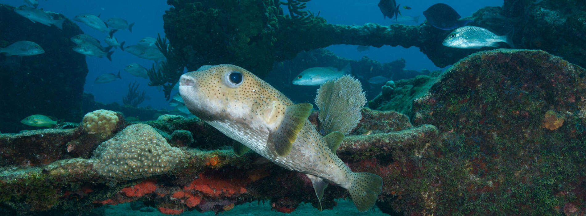 Porcupine Fish