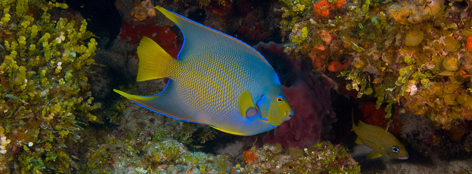 Queen Angelfish