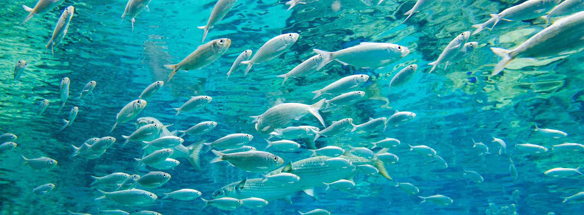 School of fish
