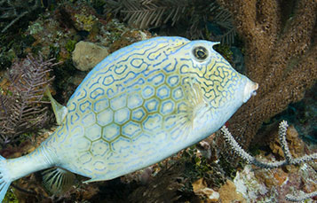 Cowfish