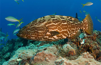 Grouper