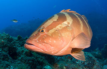 Grouper