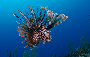 Lionfish