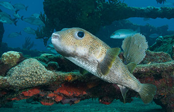 Porcupine fish