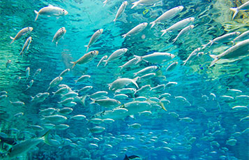 School of fish