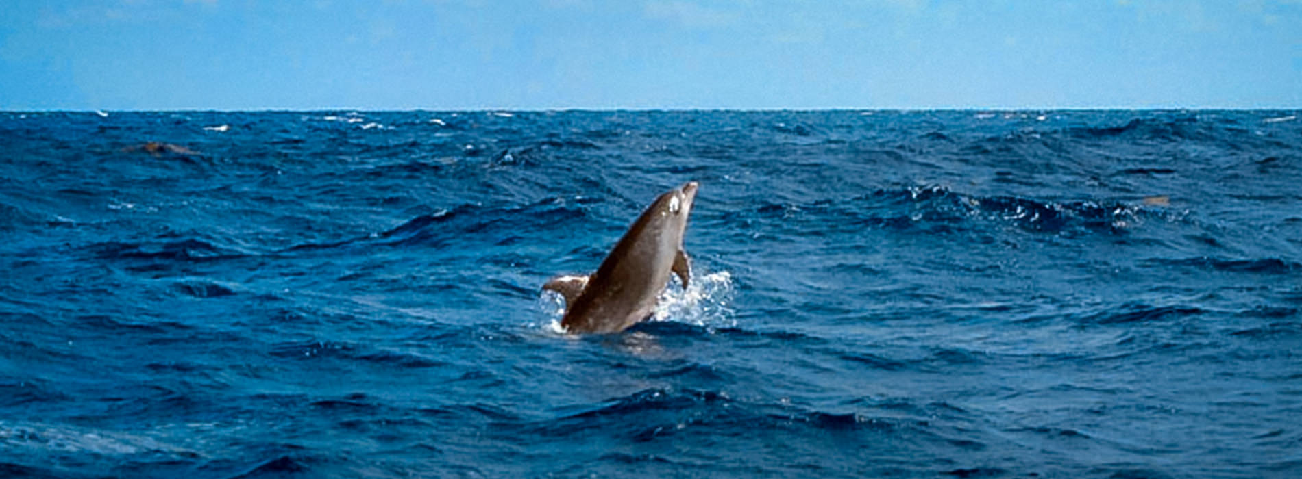 Bottlenose Dolphin