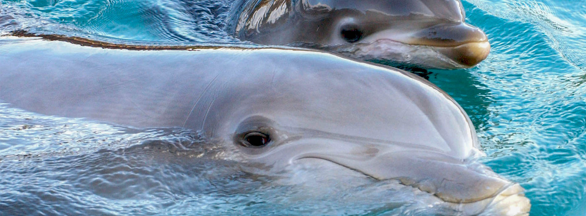 Bottlenose Dolphin