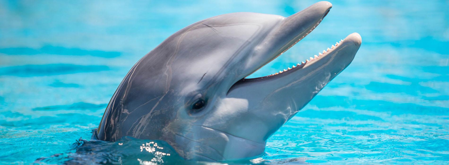 Bottlenose dolphin rising out of water