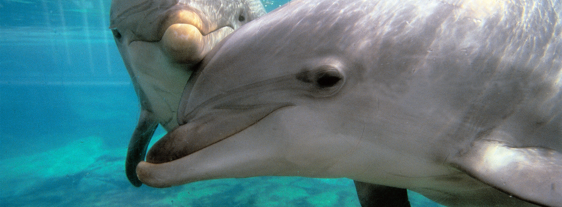 Bottlenose Dolphin