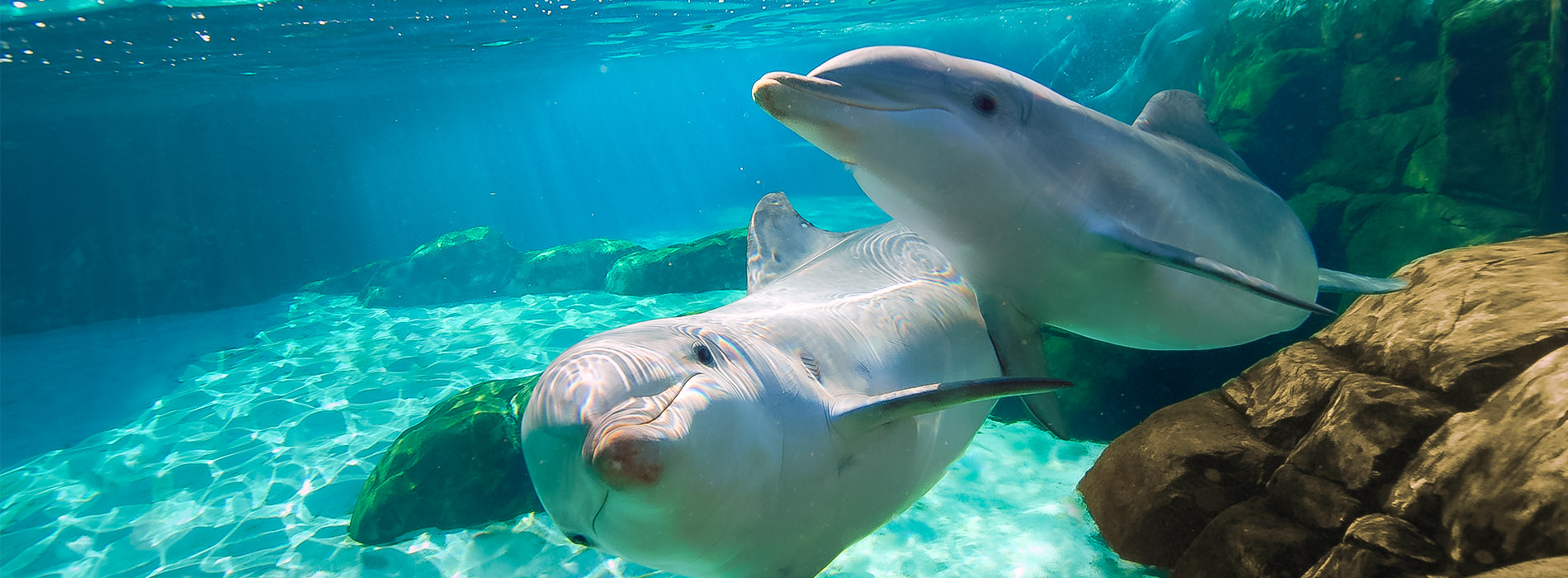 Bottlenose Dolphin