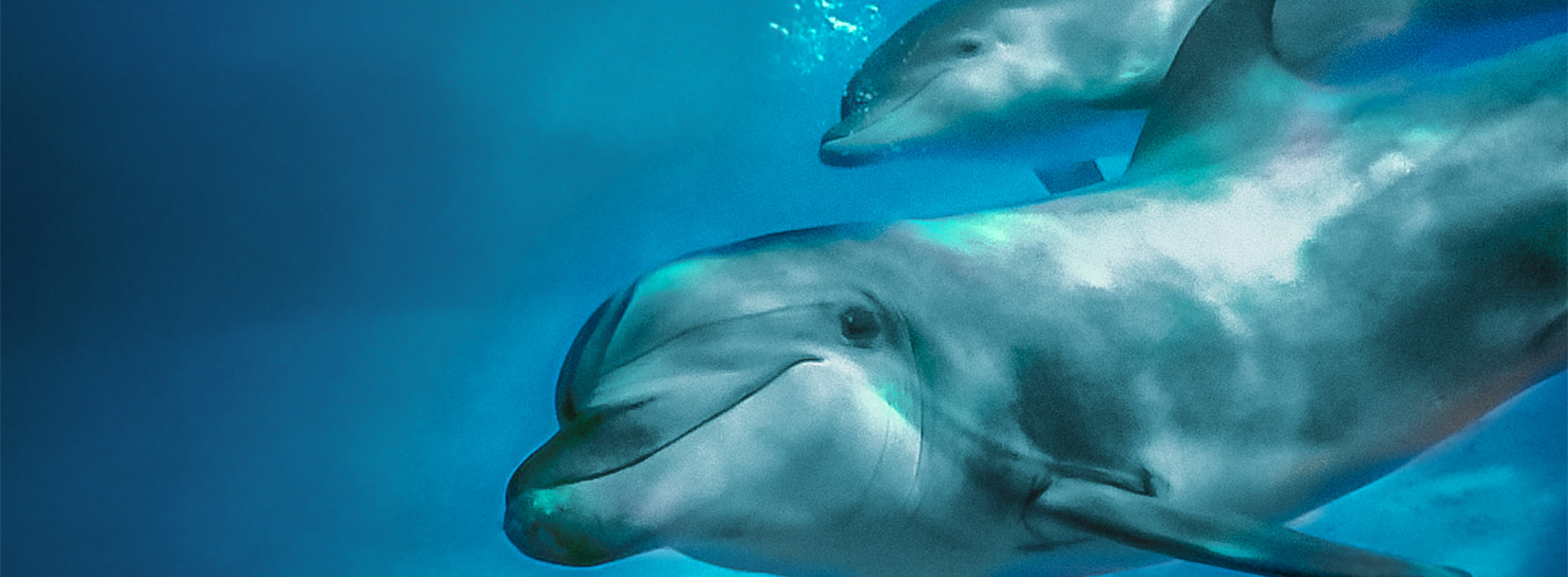 Bottlenose Dolphin