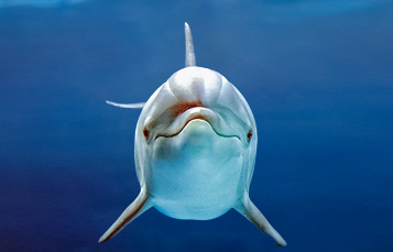 Bottlenose Dolphin