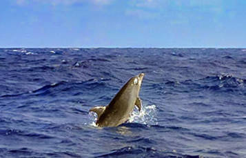 Dolphin in the ocean