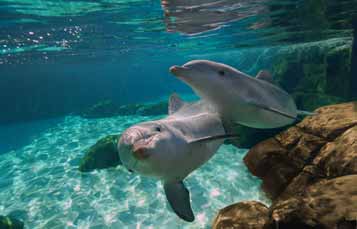 Bottlenose Dolphins
