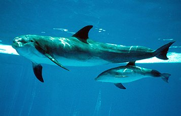 Bottlenose Dolphins