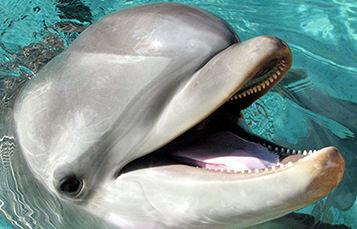 bottlenose dolphin