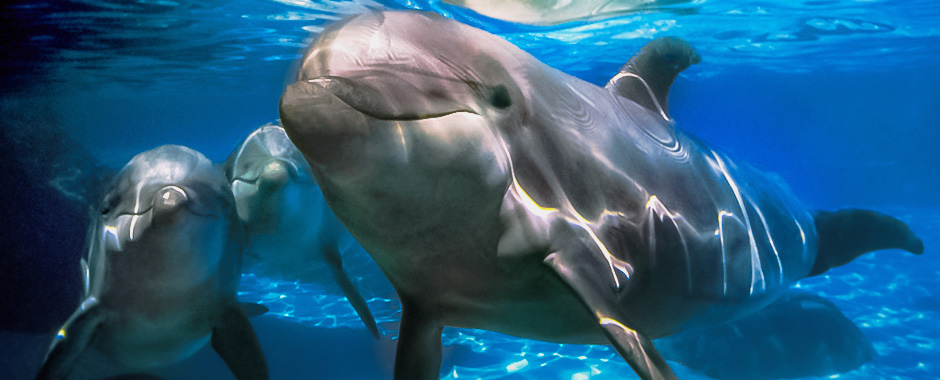 All About Bottlenose Dolphins - Adaptations | United Parks & Resorts