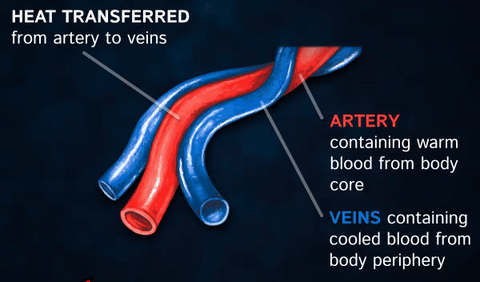 bottlenose dolphin heat exchange