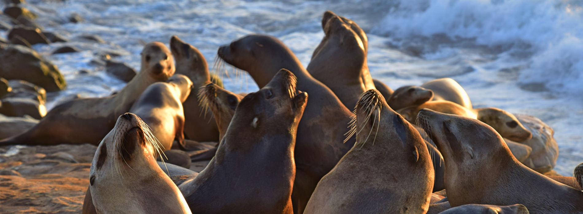 California Sea Lion