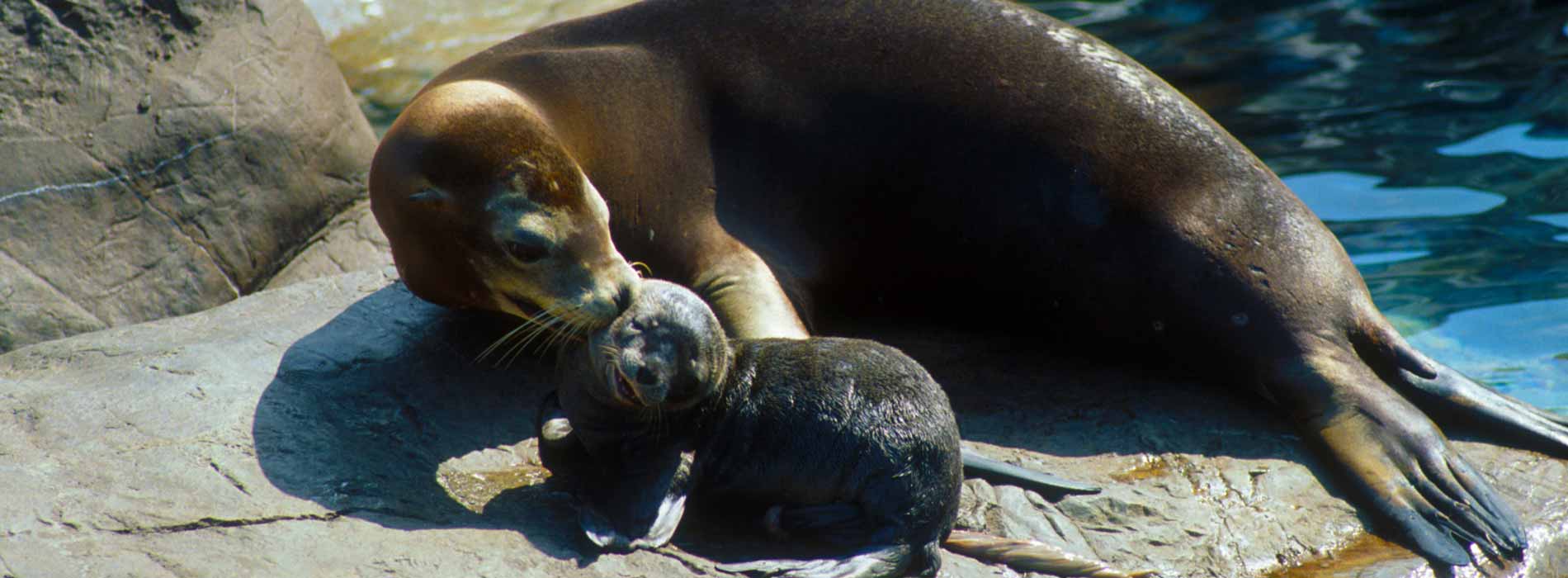 California Sea Lion