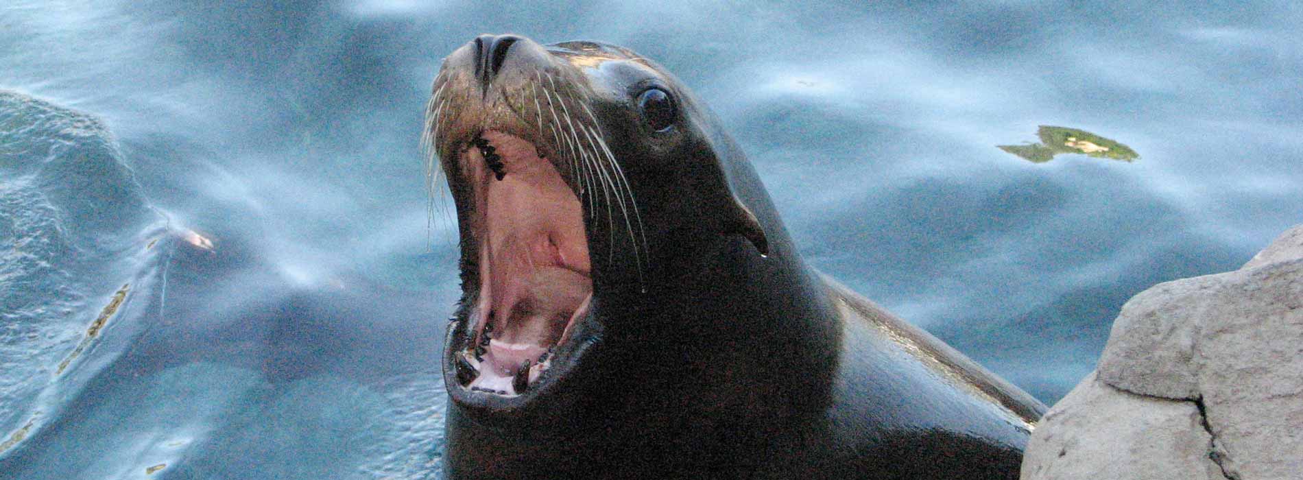 California Sea Lion