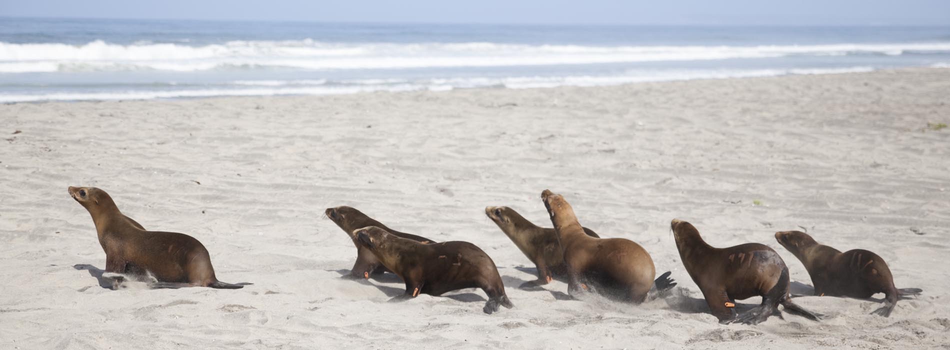 Sea lions running on a beach
