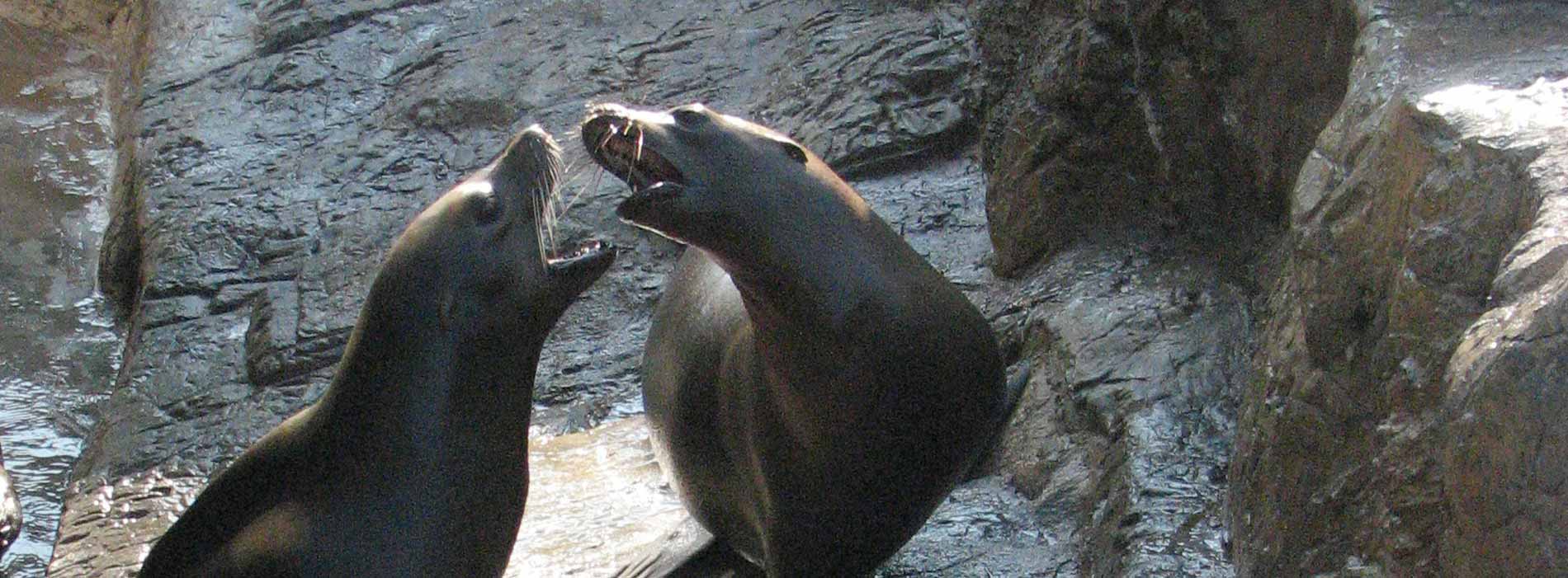 California Sea Lion